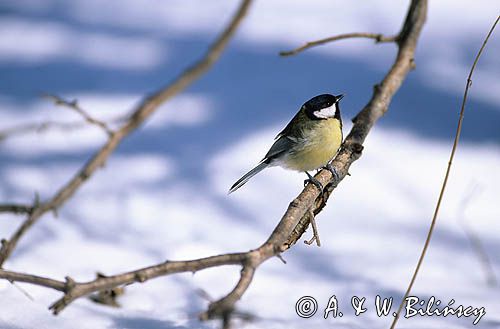 Sikora Bogatka parus major