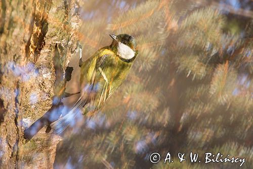 Impresja, sikora bogatka Parus major