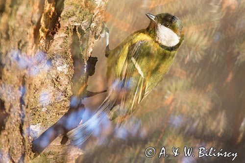 Impresja, sikora bogatka Parus major