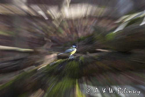 Impresja, sikora bogatka Parus major