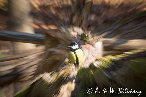 Impresja, sikora bogatka Parus major