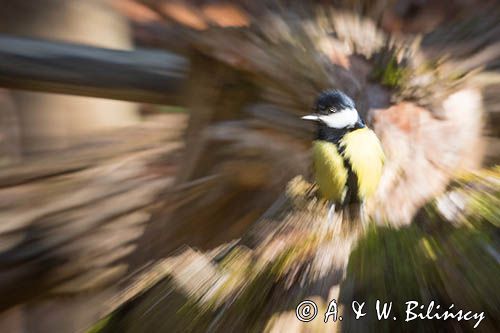 Impresja, sikora bogatka Parus major