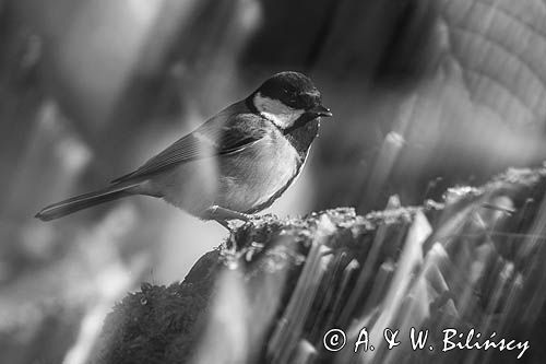 Impresja, sikora bogatka Parus major