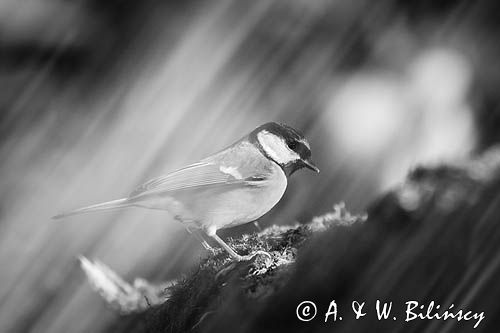 Impresja, sikora bogatka Parus major