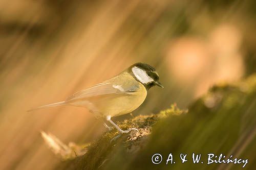 Impresja, sikora bogatka Parus major