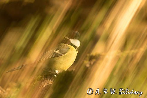 Impresja, sikora bogatka Parus major