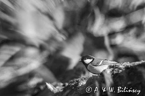 Impresja, sikora bogatka Parus major