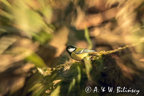 Impresja, sikora bogatka Parus major