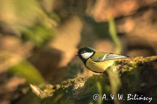 Impresja, sikora bogatka Parus major