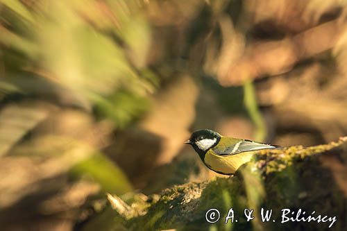 Impresja, sikora bogatka Parus major