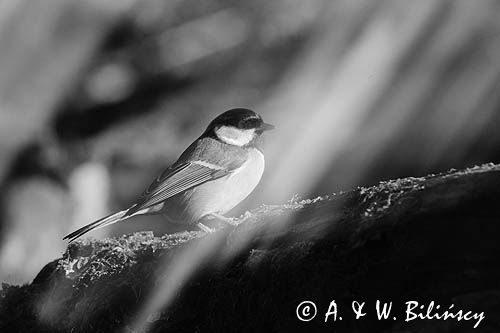 Impresja, sikora bogatka Parus major