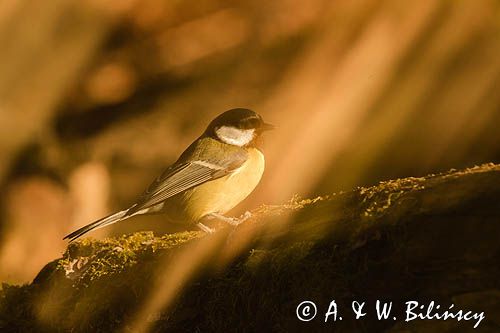 Impresja, sikora bogatka Parus major