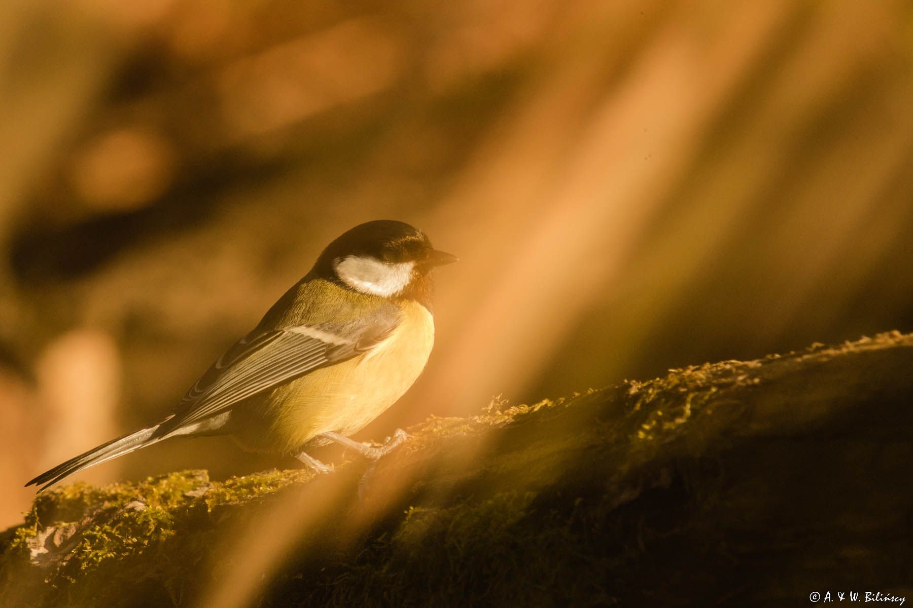 Impresja, sikora bogatka Parus major