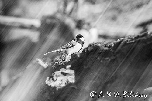 Impresja, sikora bogatka Parus major