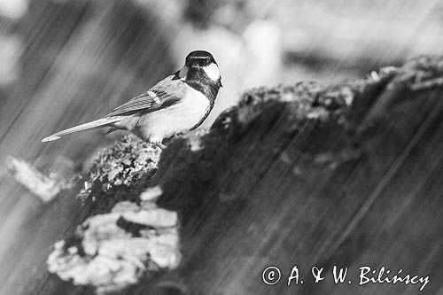 Impresja, sikora bogatka Parus major