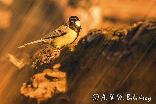 Impresja, sikora bogatka Parus major