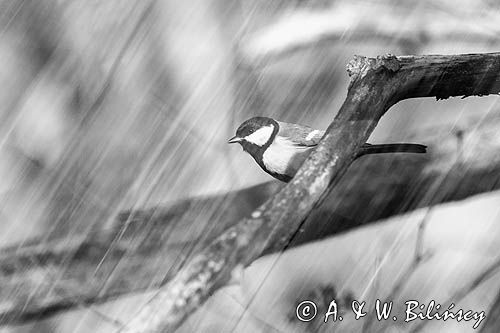 Impresja, sikora bogatka Parus major