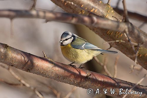 sikora modra, modraszka parus