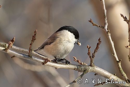 sikora uboga, parus