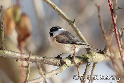 sikora uboga, parus