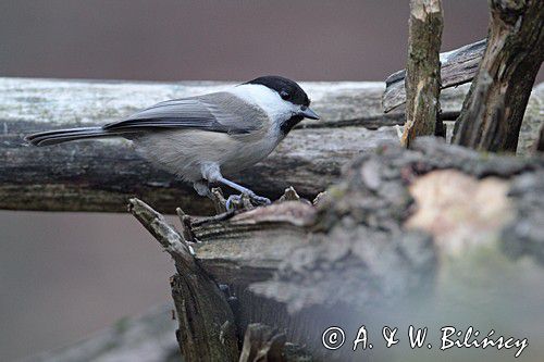 Sikora uboga, szarytka, Poecile palustris