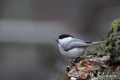 Sikora uboga, szarytka, Poecile palustris