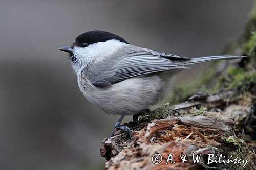 Sikora uboga, szarytka, Poecile palustris