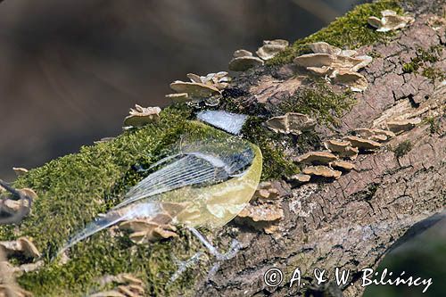 Impresja, sikora bogatka Parus major