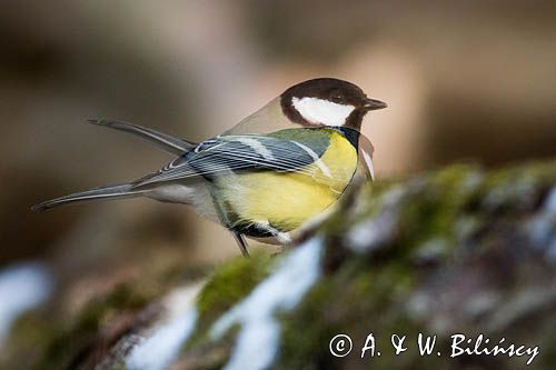 Impresja, sikora bogatka Parus major