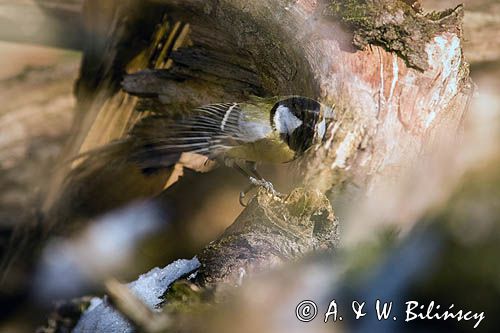 Impresja, sikora bogatka Parus major