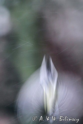 zimowy kwiat - ogon sikory bogatki Parus major