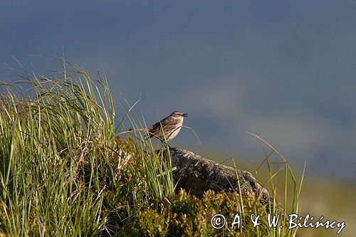 siwerniak Anthus spinoletta