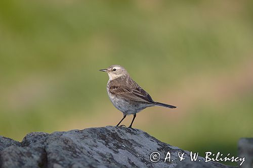 siwerniak Anthus spinoletta