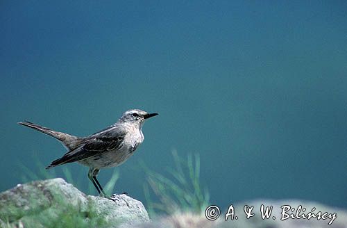 Siwerniak Anthus spinoletta