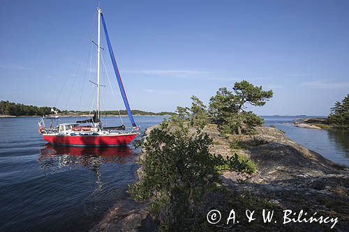 Safran, trismus 37 w naturalnej przystani, Sjalglo Udden, Archipelag Turku, Szkiery Fińskie, Finlandia