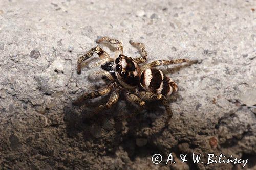 Skakun arlekinowy Salticus scenicus /Pląs zebra/