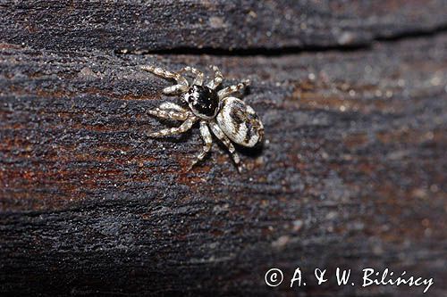 Skakun arlekinowy Salticus scenicus /Pląs zebra/