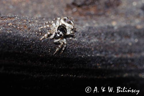 Skakun arlekinowy Salticus scenicus /Pląs zebra/