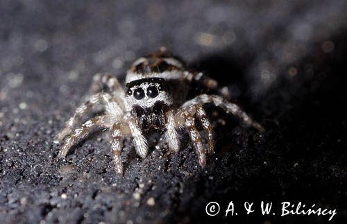 Skakun arlekinowy Salticus scenicus /Pląs zebra/