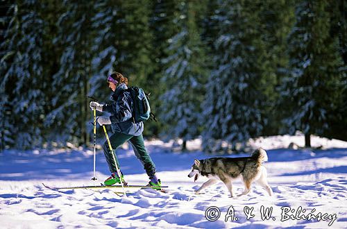 narciarz tourowy i pies husky