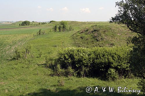 Ponidzie rezerwat stepowy 'Skorocice'