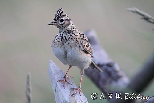 skowronek, Alauda arvensis