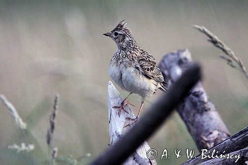 skowronek, Alauda arvensis