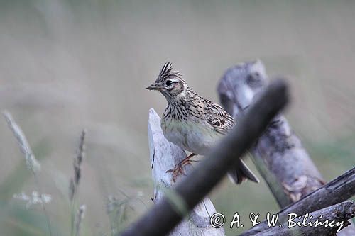 skowronek, Alauda arvensis