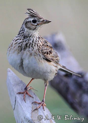 skowronek, Alauda arvensis