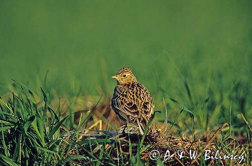 Skowronek Alauda arvensis