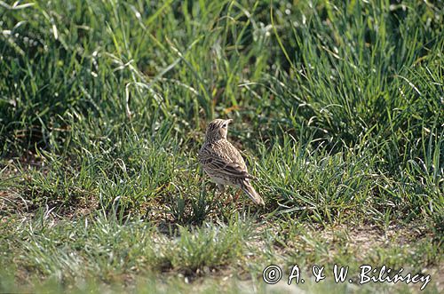 Skowronek Alauda arvensis
