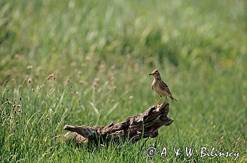 Skowronek Alauda arvensis