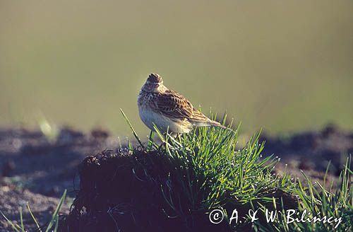 Skowronek Alauda arvensis