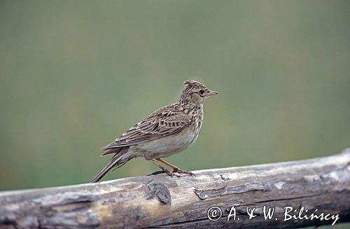 Skowronek Alauda arvensis
